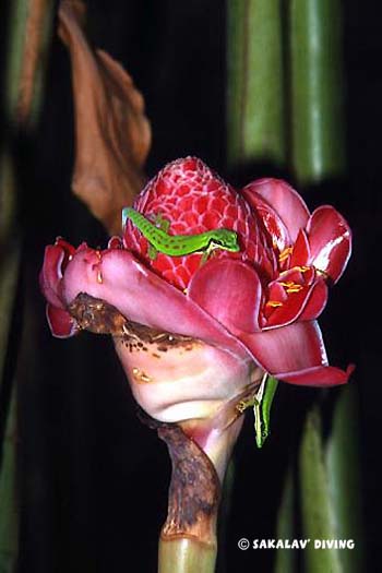 excursions Nosy Be Madagascar
